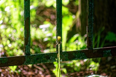 Genç çimenler parlak ışıkta, bahar