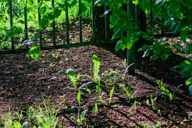 Genç çimenler parlak ışıkta, bahar
