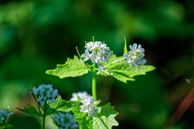 Küçük beyaz çiçekli yabani bitki, bahar