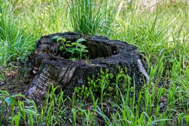 Yeşil çimlerde yaşlı kütük, bahar