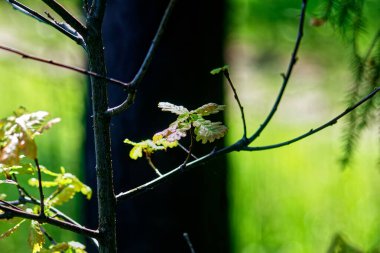 Meşe yaprakları parlak bir günde bir dalda, baharda