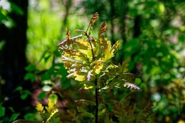 Meşe yaprakları parlak bir günde bir dalda, baharda