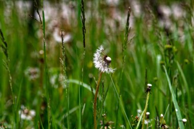 Bahçedeki karahindibalarla, baharda