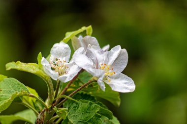 İlkbaharda bir dalda elma açar.