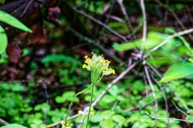 Genç otlar ağaçların arasında, ormanlarda