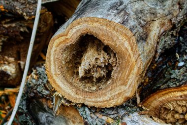 Bahçede odun, bahar