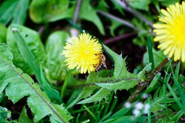 Biene Sammelt Pollen Von Gelben Blüten Garten — Stockfoto