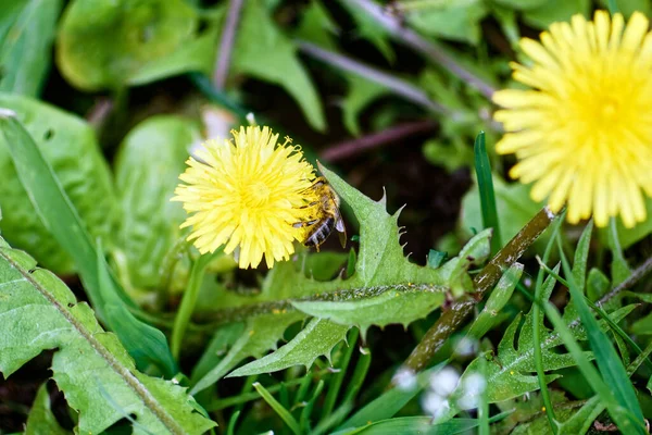 Μέλισσα Συλλέγει Γύρη Από Κίτρινο Λουλούδι Στον Κήπο — Φωτογραφία Αρχείου