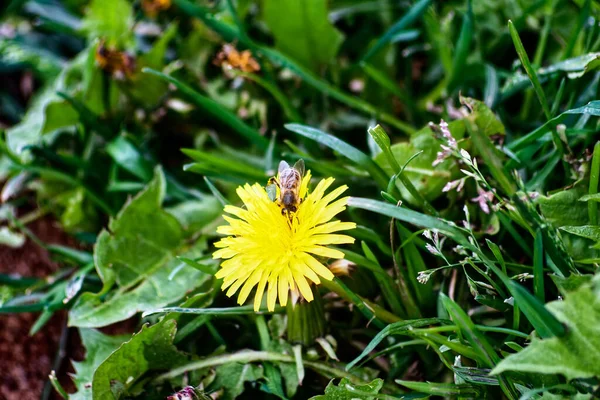 Бджола Збирає Пилок Жовтої Квітки Саду — стокове фото