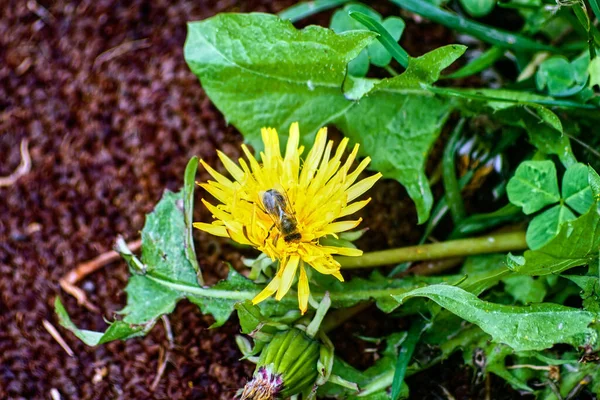 蜂は庭の黄色い花から花粉を集める — ストック写真