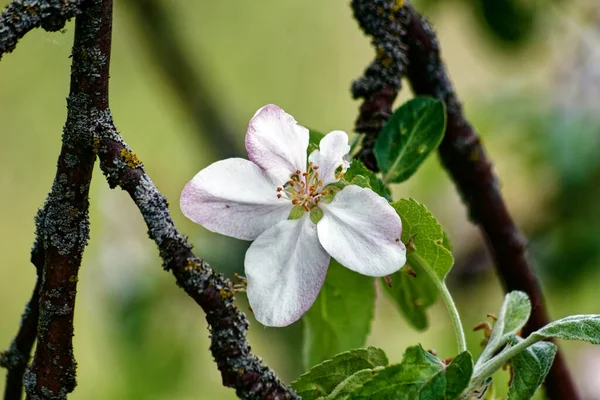 Apfelblüten Einem Zweig Frühling — Stockfoto