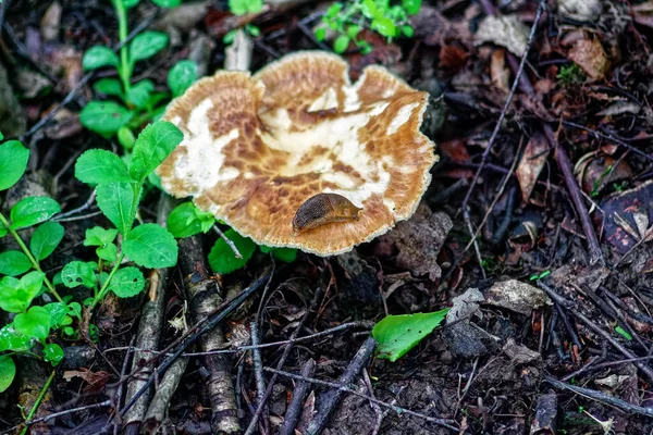 Pilze Wachsen Der Wildnis Des Waldes Nach Dem Regen — Stockfoto