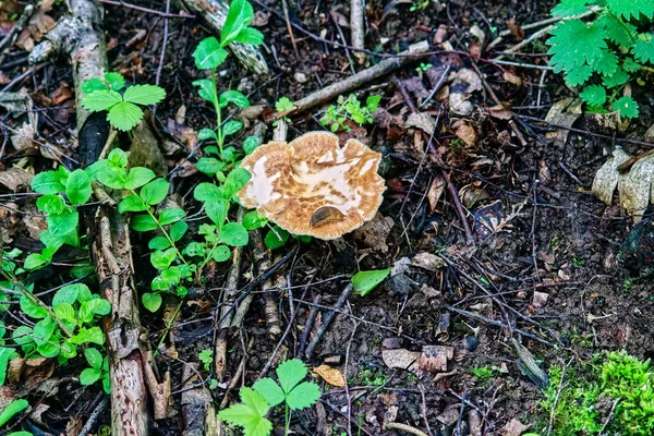 キノコは雨の後森の荒野で育ち — ストック写真