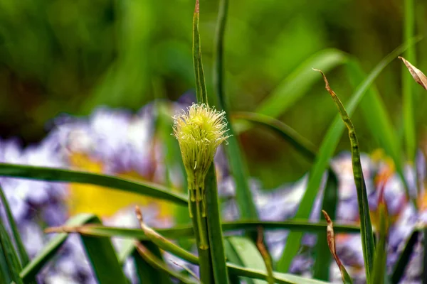 Pequena Flor Entre Grama Primavera Jardim — Fotografia de Stock