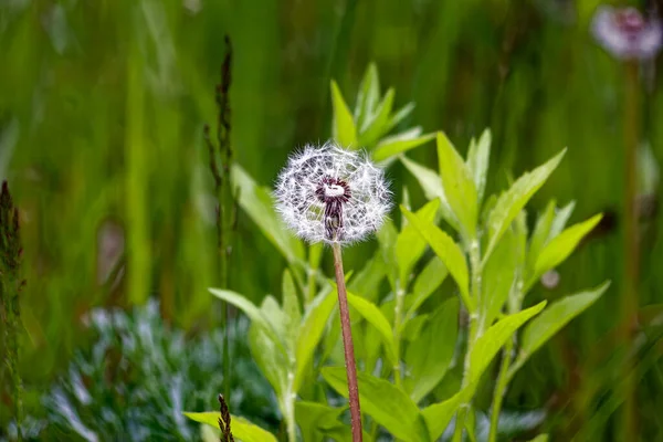 Fleur Pissenlit Dans Jardin Printemps Macro — Photo