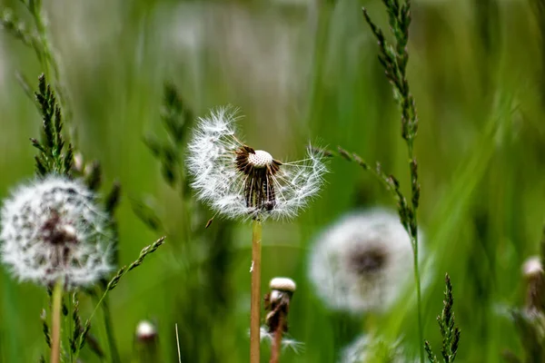 Maskros Blomma Vårträdgården Makro — Stockfoto