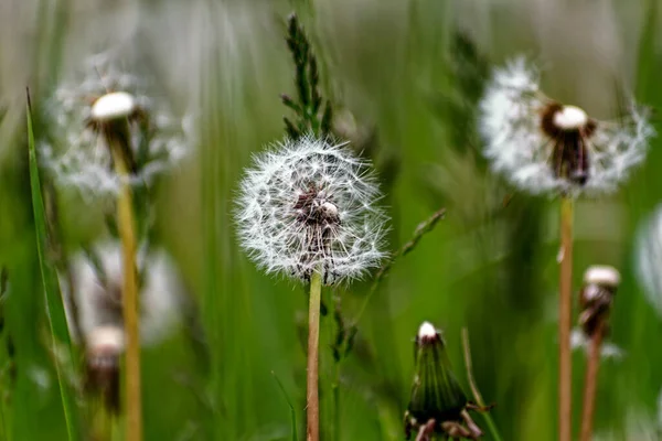 dandelion flower in the spring garden, macro