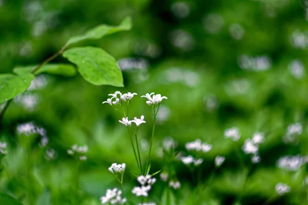 Hierba Joven Entre Los Árboles Primavera Bosque —  Fotos de Stock