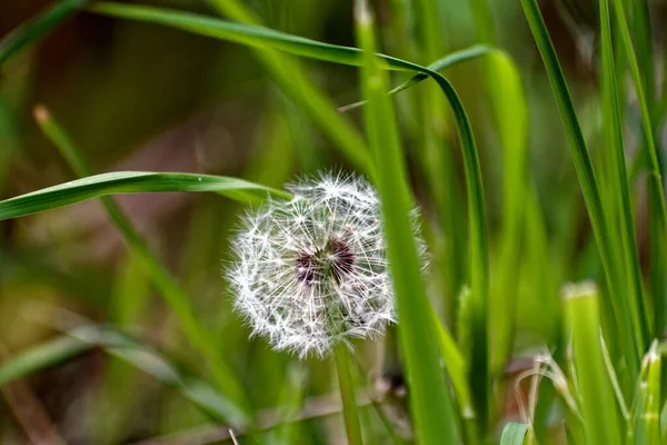 Fleur Pissenlit Dans Jardin Printemps Macro — Photo