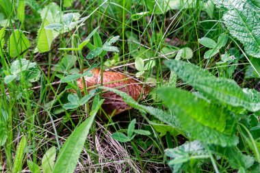 Mantarlar, yağmur sonrası, ormanın vahşi doğasında yetişir.