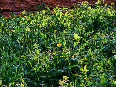 Baharda çok nemli bir orman, Moskova