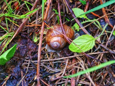 Rusya 'da baharda çimlerde büyük bir salyangoz
