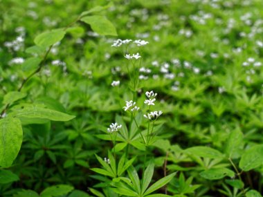 Genç otlar ağaçların arasında, ormanlarda