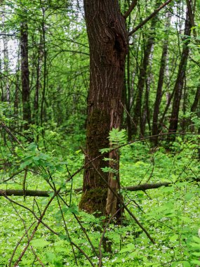 Genç otlar ağaçların arasında, ormanlarda