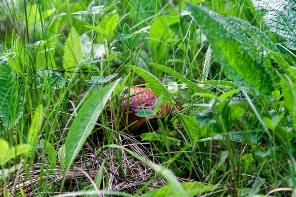 Pilze Wachsen Der Wildnis Des Waldes Nach Dem Regen — Stockfoto