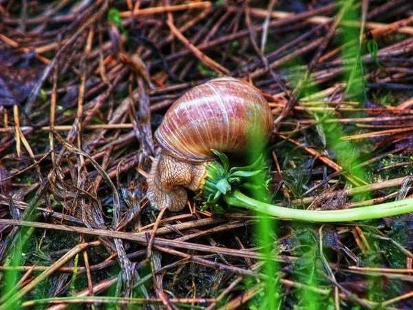 俄罗斯春天的草丛中的大蜗牛 — 图库照片