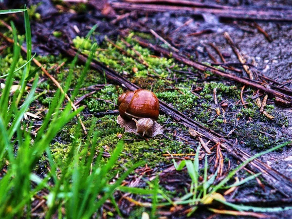 Große Schnecke Gras Frühling Russland — Stockfoto