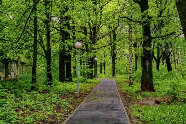 Asfolated Walkway Park Lanterns Rain Spring — Stock Photo, Image