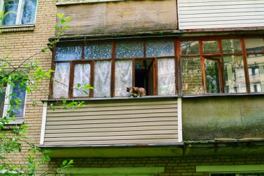Cat walks in the open balcony window, summer