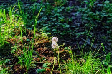 Bahçedeki karahindibalarla, baharda