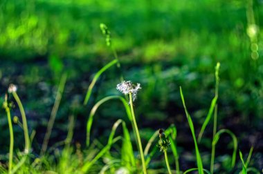 Bahar bahçesinde karahindiba çiçeği, makro