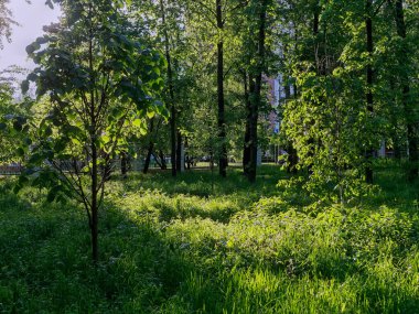 shade from the trees in the park after the rain, summer