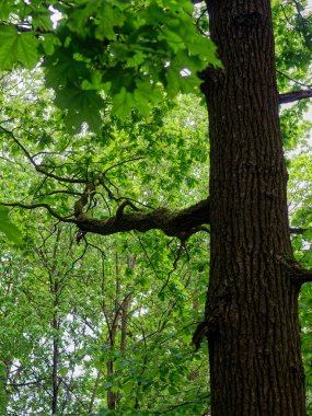old tree among young trees in the woods, summer