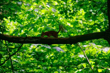 squirrel on a tree branch in the park, in summer