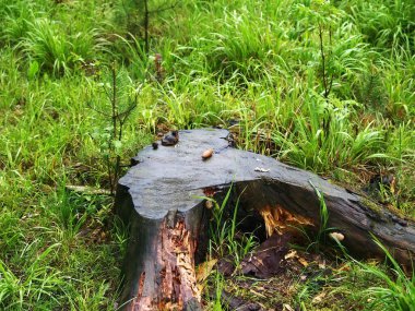 Çam ağacı kütüğünde yatıyor, yaz.