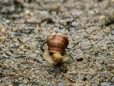 Büyük salyangoz yazın yolda sürünür.