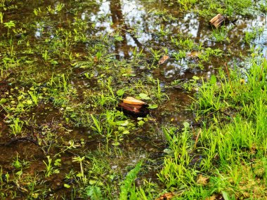 Parkta şiddetli yağmur ve su birikintileri, yaz mevsimi