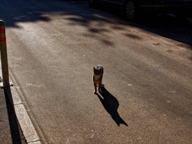 Kedi yazın yolda yürür.