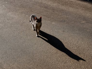 Kedi yazın yolda yürür.