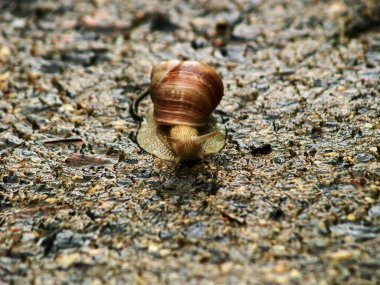 Büyük salyangoz yazın yolda sürünür.