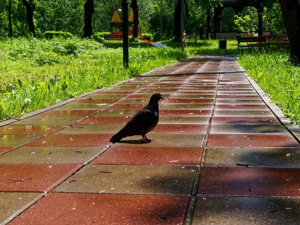 Pigeon Stands Path Tiles Park Summer — Stock Photo, Image