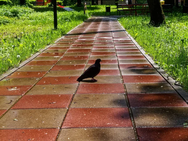 Paloma Encuentra Camino Las Baldosas Parque Verano —  Fotos de Stock