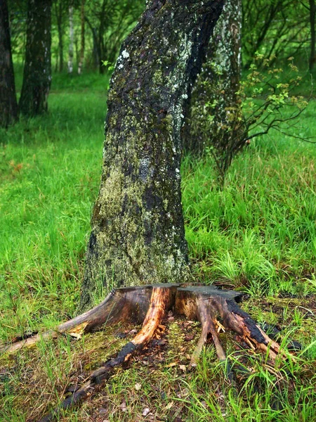 Großer Alter Baumstumpf Neben Dem Baum Park Sommer — Stockfoto