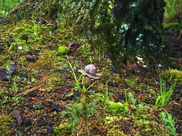 Große Schnecke Kriecht Nassen Gras Sommer — Stockfoto