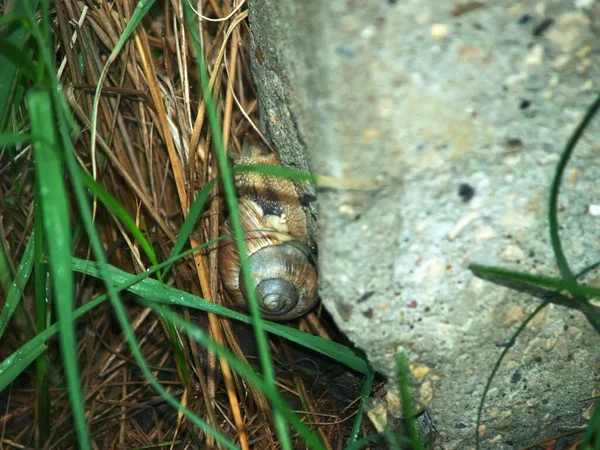 Big Snail Crawls Wet Grass Summer — Stock Photo, Image