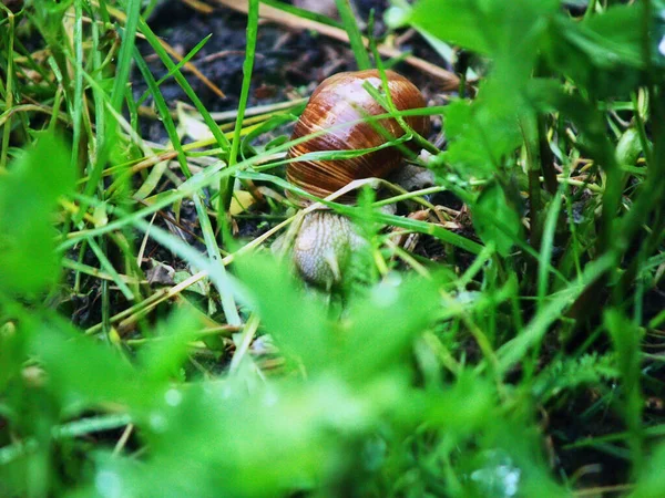 夏の湿った草に大きなカタツムリが這っています — ストック写真